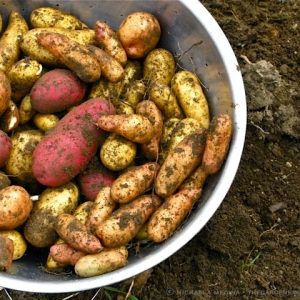 Fingerling Potato Collection 1