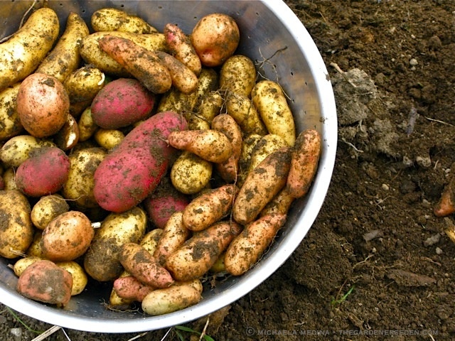 Fingerling Potato Collection 1